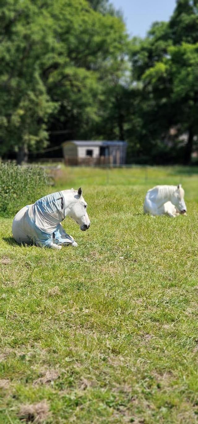 Graffham Aspen Leaves: The Perfect Farm Retreatヴィラ エクステリア 写真
